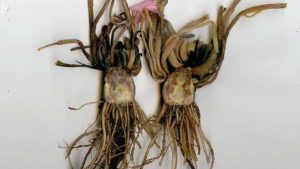 Greenhouse Disease Management Virtual Class on Tap for Fall
