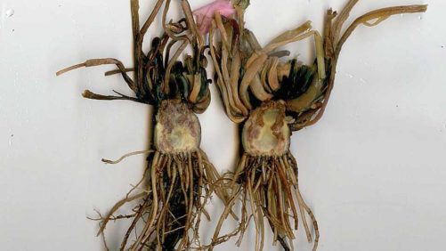 Greenhouse Disease Management Virtual Class on Tap for Fall
