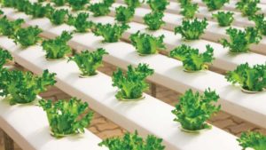 Comments Needed on Proposed Greenhouse Lighting Requirements