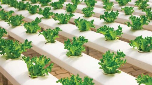 Comments Needed on Proposed Greenhouse Lighting Requirements