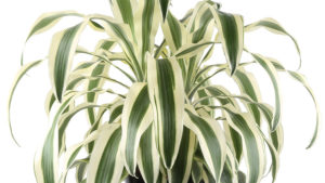 ‘White Aspen’ From Costa Farms Named Best New Plant at TPIE