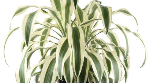 ‘White Aspen’ From Costa Farms Named Best New Plant at TPIE