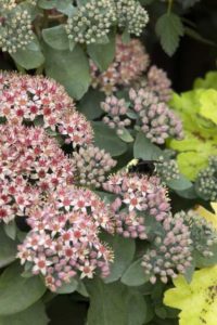 Sedum ‘Emerald Ice’ (Monrovia)