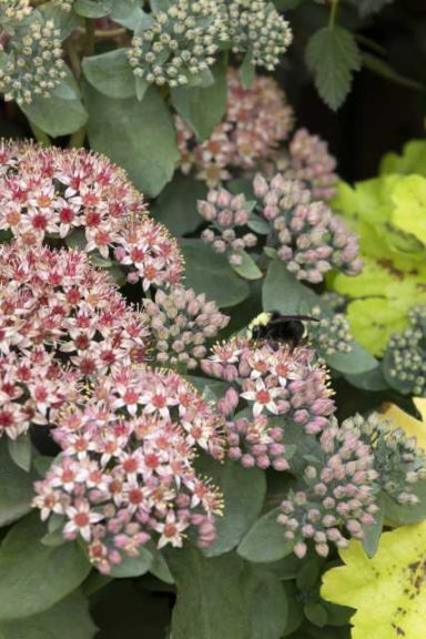 Sedum ‘Emerald Ice’ (Monrovia)
