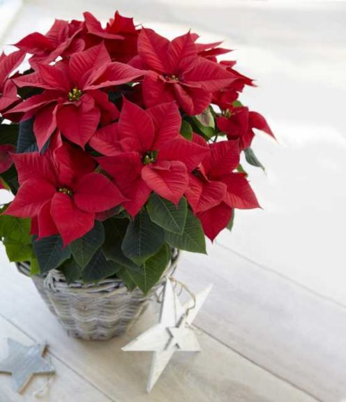 Euphorbia ‘Astro Red’ (Beekenkamp)