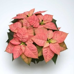 Euphorbia ‘Christmas Beauty Queen 19’ (Selecta)