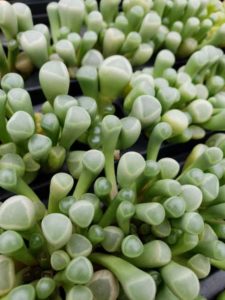 Fenestraria aurantiaca (D.S. Cole Growers)