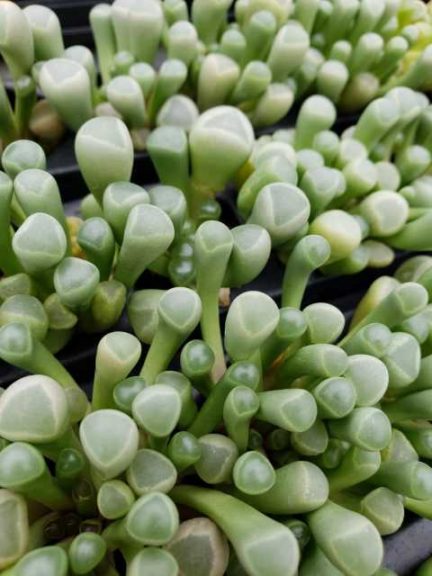 Fenestraria aurantiaca (D.S. Cole Growers)