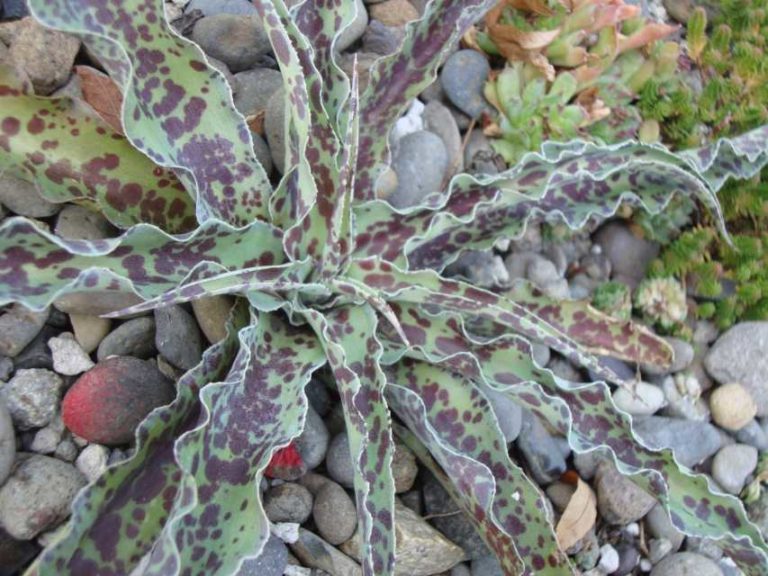 Manfreda 'Chocolate Chips' (Rancho Tissue Technologies)