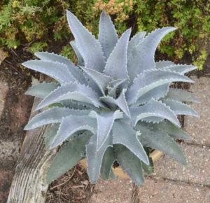 Mangave ‘Mad About Mangave Silver Fox’ (Walters Gardens)