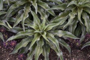 Mangave ‘Mad About Mangave Spotty Dotty’ (Walters Gardens)