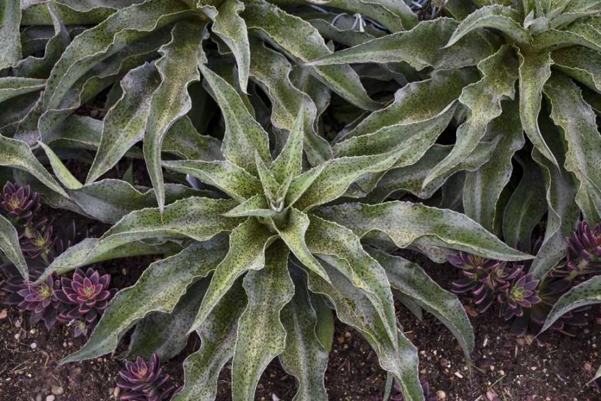 Mangave ‘Mad About Mangave Spotty Dotty’ (Walters Gardens)