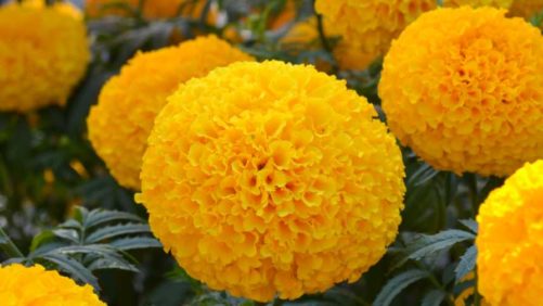 New All-America Selections Winners Include Marigolds and More