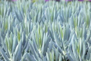 Senecio ‘Mount Everest Big Blue’ (Monrovia)