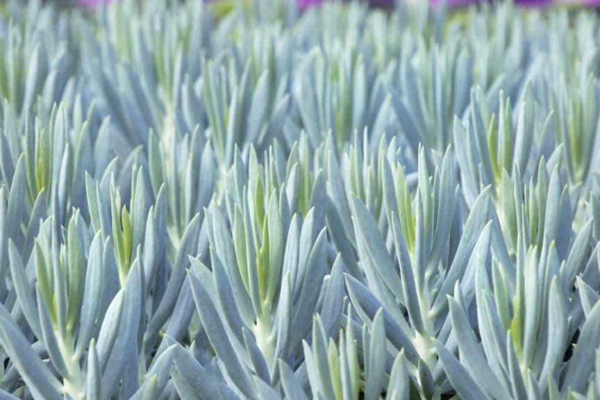 Senecio ‘Mount Everest Big Blue’ (Monrovia)