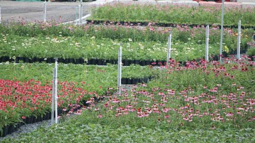 Effective Integrated Pest Management for Your Plants in 3 Easy Steps