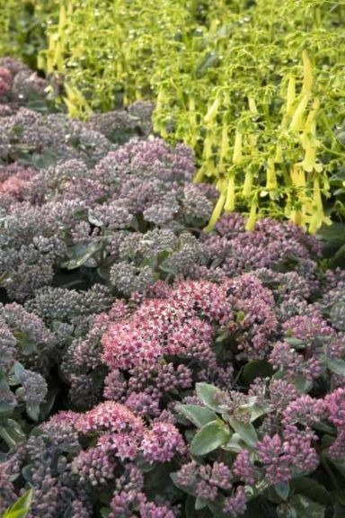 Sedum ‘Purple Crush’ (Monrovia)