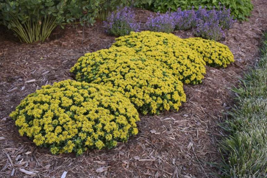Sedum ‘Little Miss Sunshine’ (Walters Gardens)