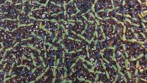 How to Gain Even Seed Germination in Plug Trays