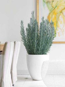 Senecio ‘Skyscraper’ (Southern Living Plant Collection/Sunset Western Garden Collection)