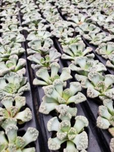 Titanopsis (D.S. Cole Growers)