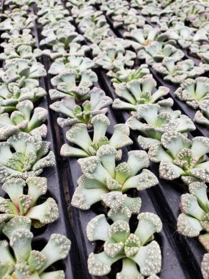 Titanopsis (D.S. Cole Growers)