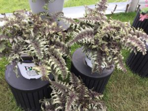 Athyrium niponicum ‘Crested Surf’ (Proven Winners Perennials/Walters Gardens)