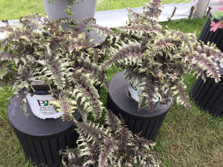 Athyrium niponicum ‘Crested Surf’ (Proven Winners Perennials/Walters Gardens)