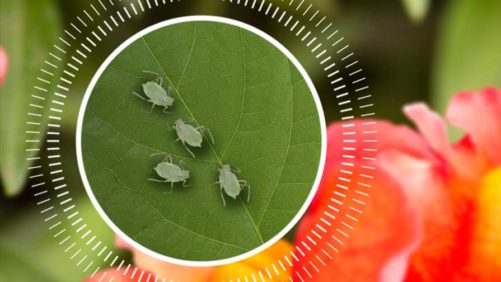 New Greenhouse Pest Management Tools From OHP, BASF, and Nufarm