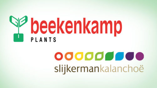 Beekenkamp Plants Inks Deal to Become North American Kalanchoë Supplier