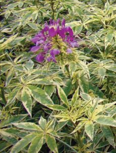 Cleome 'Creme de la Creme' (Hort Couture)