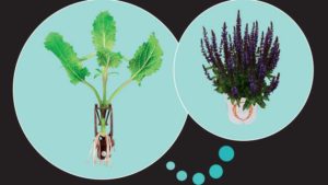 Dümmen Orange Expands Basewell to Include Perennials