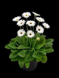 Gerbera 'Garvinea Sweet Frosting' (Florist Holland)