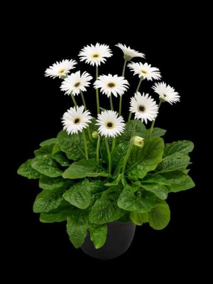 Gerbera 'Garvinea Sweet Frosting' (Florist Holland)