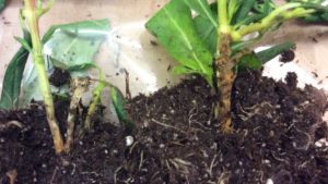 Why Gray Mold Prevention Starts With Air Movement in the Greenhouse