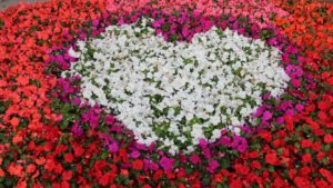 Voice Your Thoughts on California Spring Trials Moving to Summer