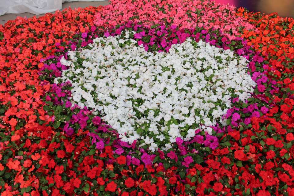 Impatiens heart design at Ball Horticultural Company