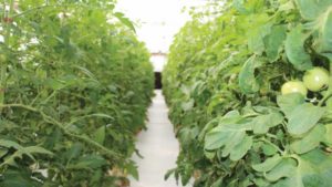 Media and Fertilizer Options for Growing Organic Greenhouse Vegetables