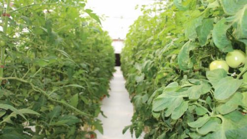 Media and Fertilizer Options for Growing Organic Greenhouse Vegetables