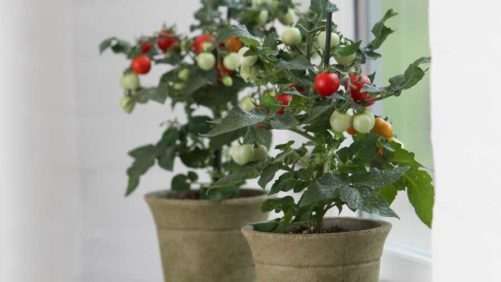 PanAmerican Seed Expands Indoor Vegetable Offerings