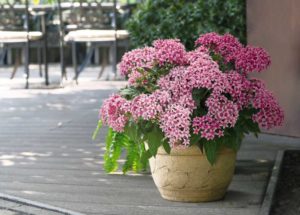 Pentas ‘Graffiti 20/20 Flirty Pink’ (Ernst Benary of America)