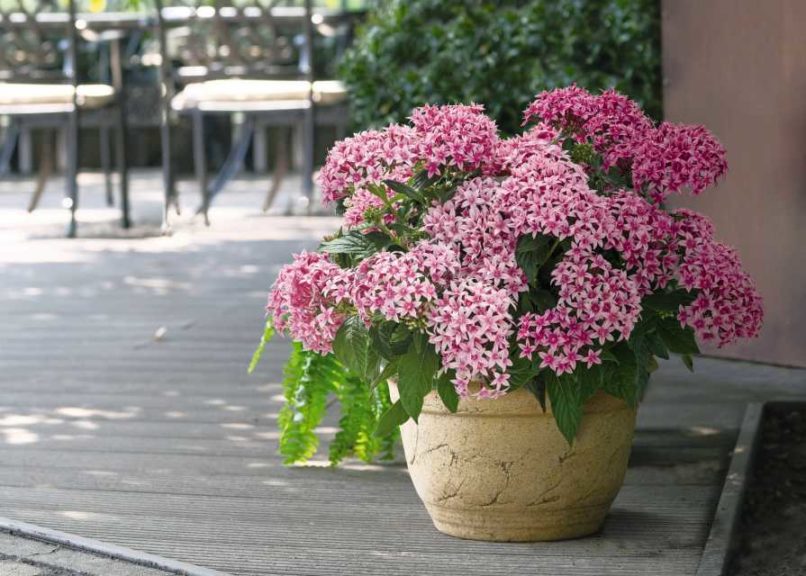 Pentas ‘Graffiti 20/20 Flirty Pink’ (Ernst Benary of America)