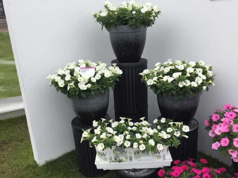 Petunia ‘Supertunia Vista Snowdrift’ (Proven Winners Annuals)