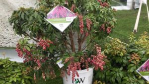 2019 California Spring Trials Brief: New Plant Varieties From Proven Winners