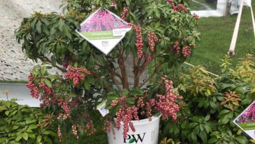 2019 California Spring Trials Brief: New Plant Varieties From Proven Winners