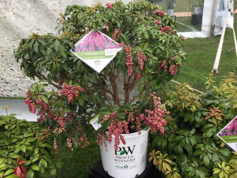 Pieris ‘Interstella’ (ColorChoice Shrubs/Spring Meadow Nursery)