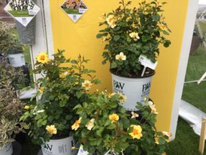 Rosa ‘Ringo’ (ColorChoice Shrubs/Spring Meadow Nursery)