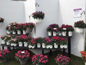 Sunstar Pentas (Proven Winners Annuals)