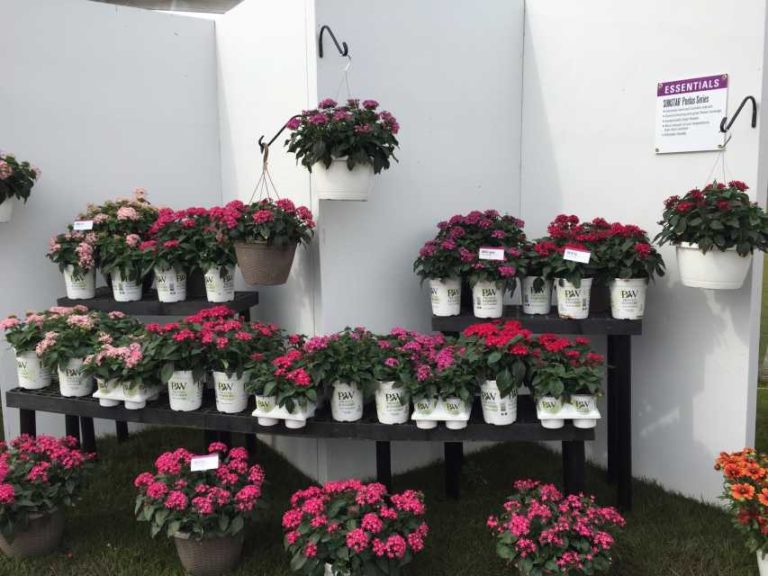 Sunstar Pentas (Proven Winners Annuals)