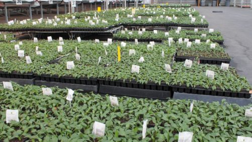 How to Improve the Young Plant-Finished Grower Communication Process